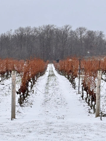 Great Winter Wines