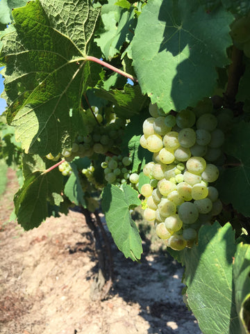 Ripening Riesling in the vineyard